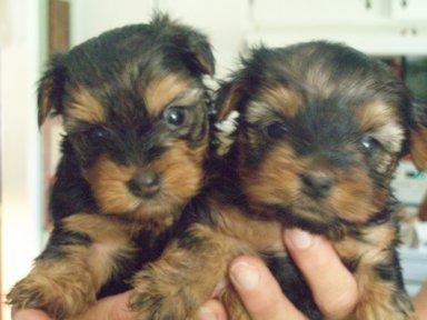 Dogs for Sale in TX